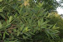 Syzygium heyneanum